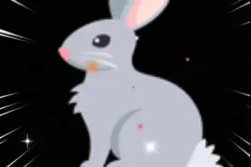 生肖兔视频封面