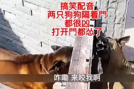 搞笑配音：两只狗狗隔着门都很凶，打开门后秒怂，太尴尬了