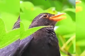 乌鸫鸟到底能不能养？看了这视频就知道了