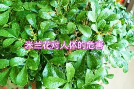 米兰花对人体的危害