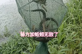 湖南大叔下黄鳝笼，饵料用蚯蚓加秘方，看收获就知道效果杠杠的