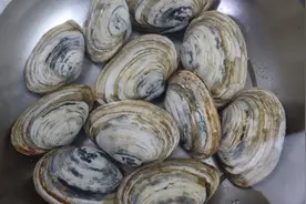 胶东大厨分享“原汁呲蛤”的做法，详细易学美味，果断收藏了