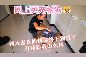 网上买了只柴犬幼崽，两天快递真担心狗会中暑，收到货马上开箱视频封面