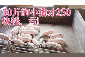 30斤重的小猪才卖到250块钱，再也回不到一千块一只的巅峰了！视频封面
