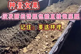 又学了一招了，没发酵的饼肥做底肥，记住：要这样埋才不烧根烧苗视频封面