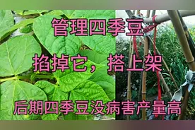 苗期四季豆这样掐一下，搭上架子，四季豆长势快没病虫后期产量高
