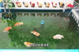 分享交流，金鱼鳃病之菌鳃的详细治疗方法！