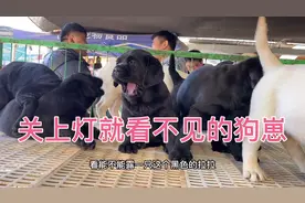 黑色拉布拉多，辟邪神器，家中必备，关灯就找不到的黑煤球
