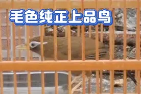 毛色纯正，相貌一流的上等鸟，养功到家，性格好，看看都过瘾了