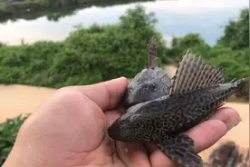 清道夫在海里能生存吗？视频封面