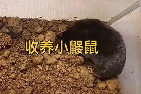 菜地里捡到的小鼹鼠，带回家饲养，十分简单有趣