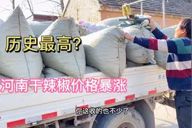 实拍河南干辣椒价格，看看收购价多少钱一斤，听听这价格高吗？视频封面