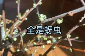 刚买的海棠树上全是蚜虫，看格格妈怎样处理的