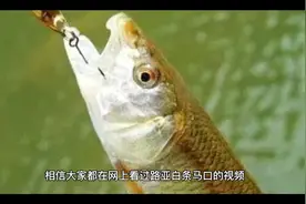 教你快速入门微物路亚 白条视频封面