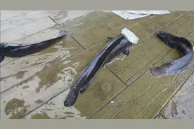 大叔在邕江边钓上三条芝麻剑二十块钱三条都没人敢买，是保护动物视频封面