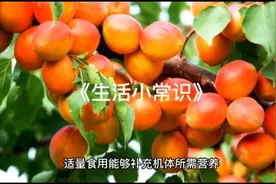 杏的功效与作用