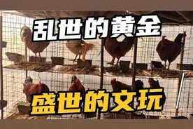 现在文玩盘老鸡蹬子“一步登天”寓意好，专买鸡爪子不买鸡！