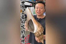 世界上最好吃的海螺，中国大响螺。视频封面