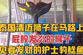 泰国清迈除了夜间动物园，中国送给这个动物园两只熊猫现仅存一只视频封面