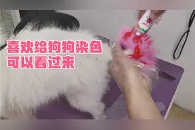 宠物美容师教你如何给狗狗染色，自家在家也可以操作！视频封面
