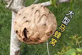 马蜂窝，科普蜂蛹蜕变成马蜂，马蜂短短生命一生的过程