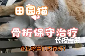 田园猫骨折复位，保守治疗续！视频封面