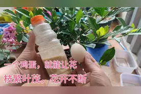 只要一个生鸡蛋，就能让要死不活的花，变得枝粗叶茂，花开不断。视频封面