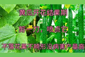 黄瓜开花结果期，学会这招，黄瓜不落花果不畸形没病害产量高