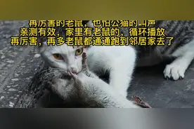 不怕老鼠多，不怕老鼠烦，再厉害的大老鼠，都怕公猫的叫声，有效