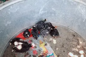 在网上买八只鸡苗回来养，还挺便宜的，小鸡有半斤重视频封面