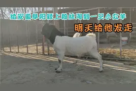 今天给安徽的粉丝淘到一只小公羊，大体型双脊背，鼓鼻梁，爆紫色