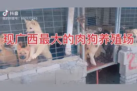 走进现在广西规模最大的肉狗养殖场