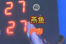 燕鱼产卵，斑马母燕和钻石公燕打对成功，能孵化出啥品种视频封面