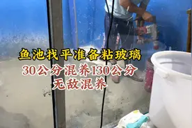 鱼池马上按玻璃，史诗级混养，30公分混养130公分，会发生什么。视频封面