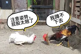 “翻毛小白”老师给“骄子”上课，学生不堪重负，飞檐逃课开溜视频封面