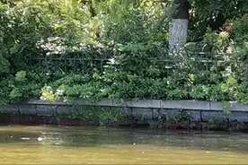 从趵突泉公园到大明湖一路风景如画视频封面