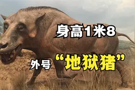 高1.8米，长3米，重1吨，恐颌猪如何在美洲大陆称霸千万年？视频封面