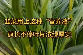 韭菜用上这种“营养液”，养根护根疯长不停，叶片浓绿又厚实。视频封面