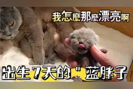 出生一周的小猫咪后续来了：个头太小，主人无从下手啊?视频封面