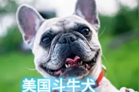 美国斗牛犬（恶霸）品种介绍视频封面