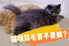 铲屎官不要搞事情！猫咪的耳毛不能剃！