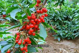 武安市保莲种植园的大樱桃熟了，邯郸市武安市石洞乡赵庄村北脑后视频封面