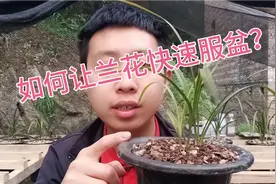 兰花快速服盆有技巧！两个简单的方法让兰花最快一个星期服盆！视频封面