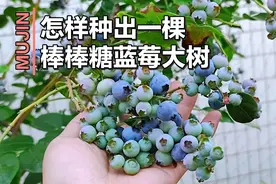 3分钟教你在家种出一棵棒棒糖蓝莓大树，一年就挂果，美观又高产视频封面