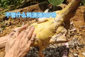 农村简单又实用的拔鸭毛方法，通通只要三分钟，不会的赶紧收藏。视频封面