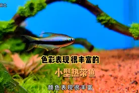 草缸里适合养的几种热带鱼，几近透明的身体骨骼心脏都能看的到..