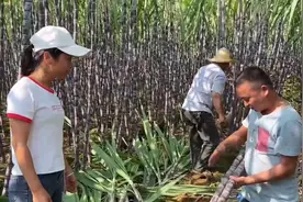 二哥二嫂来崇左龙洲砍甘蔗，砍了一车的甘蔗，还给老肥带点回去尝视频封面