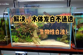 你的鱼缸草缸水质是不是发白，浑浊不通透？这就是生物性白浊...视频封面