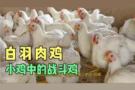 42天出栏的白羽肉鸡，这些速成鸡都卖给谁了？你吃过吗？视频封面