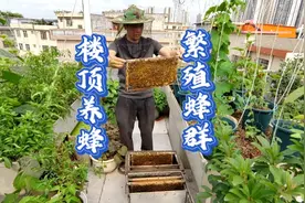 楼顶养蜂10多年的夫妻俩，分享快速繁殖蜂群方法，新手易学